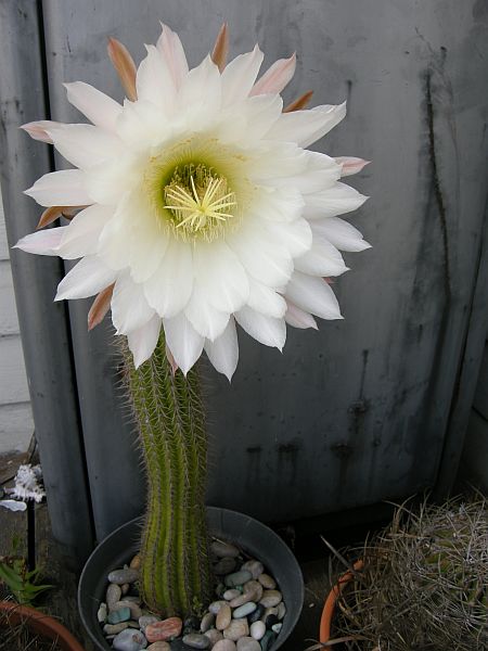 Cactus Flower